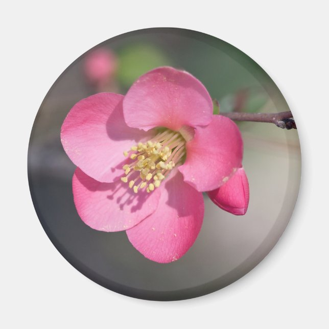 Perfekte rosa Blütenruhe Magnet (Vorne)