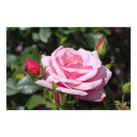 perfekte rosa Rosa Blume und Knospen Foto Kunstwer