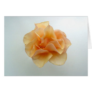 Perfekte Rose