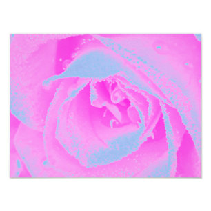 Perfekte Rose für Hot Pink und Light Blue Fotodruck
