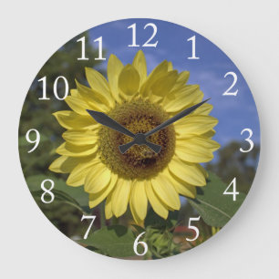Perfekte Sommer-Sonnenblume in blauem Himmel. Große Wanduhr