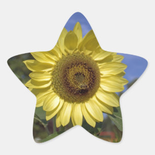Perfekte Sommer-Sonnenblume in blauem Himmel. Stern-Aufkleber