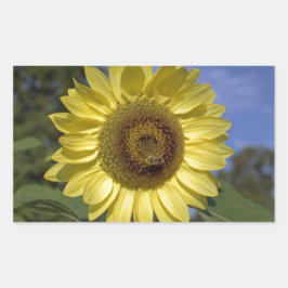 Perfekte Sommersonnenblume in blauem Himmel. Rechteckiger Aufkleber