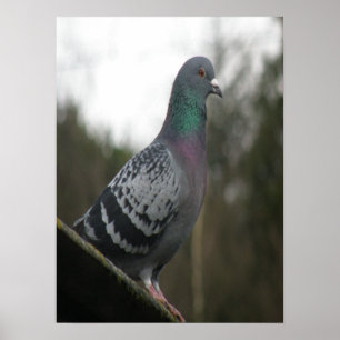 Perfekte Taubendrucke Poster