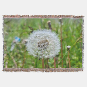 Perfekter Löwenzahn – Botanische Makrofotografie Decke