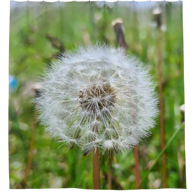 Perfekter Löwenzahn – Botanische Makrofotografie Duschvorhang (Vorderseite)