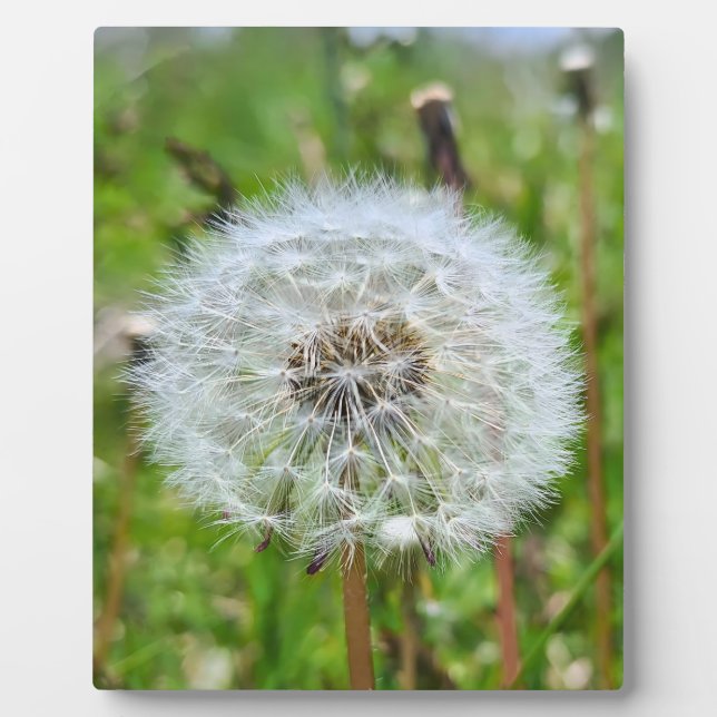Perfekter Löwenzahn – Botanische Makrofotografie Fotoplatte (Vorderseite)