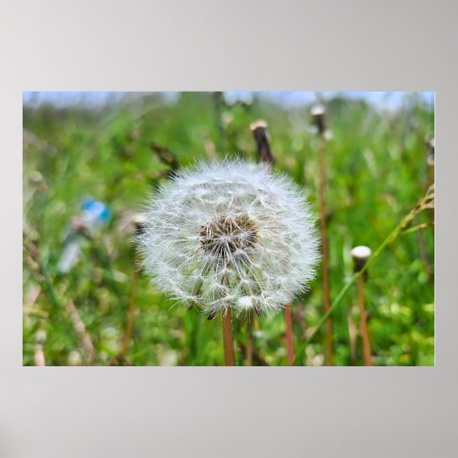 Perfekter Löwenzahn – Botanische Makrofotografie Poster (Vorne)