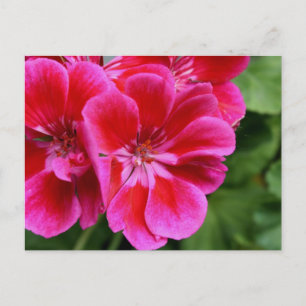 Perfektes Geranium Postkarte