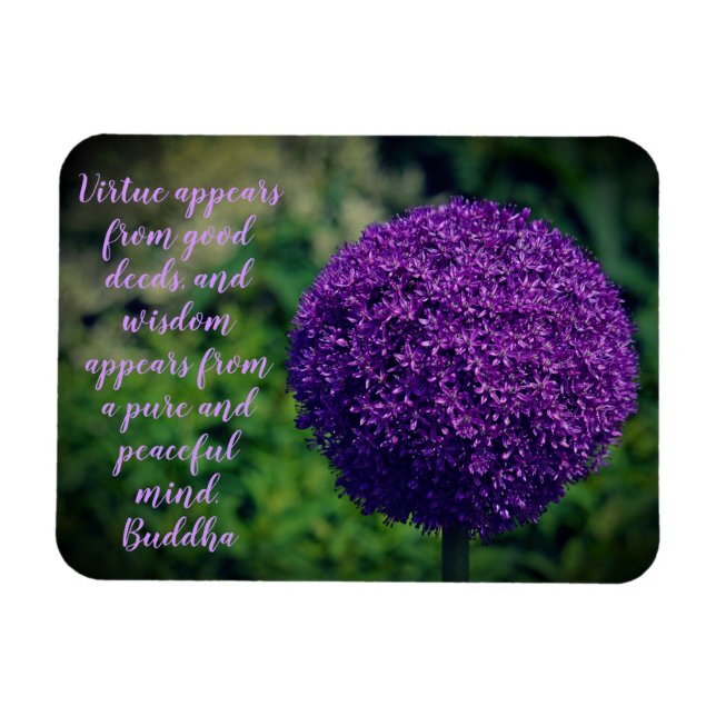 Perfektes Lila Angebot der Allium Blume Motivieren Magnet (Horizontal)
