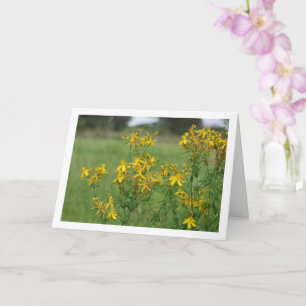 Perforate Johanniskraut Blühende Pflanze Karte