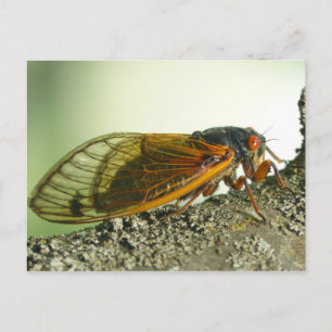 Periodische Cicada Postkarte. Postkarte
