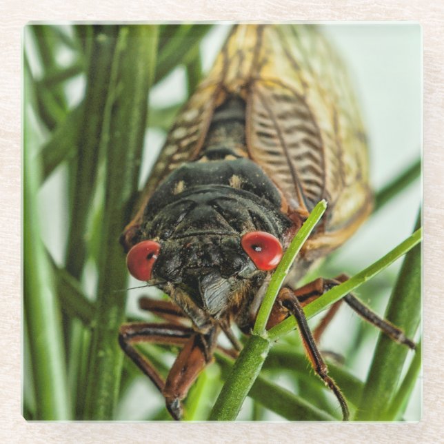 Periodisches Cicada großes Insektenbild Glasuntersetzer (Vorderseite)