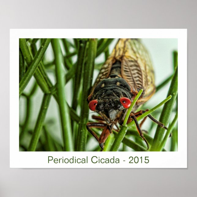 Periodisches Cicada Large Insect Macro Foto Poster (Vorne)