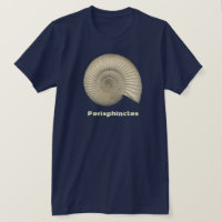 Perisphinctes Ammonit