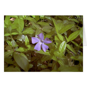 Periwinkle bei Letchworth