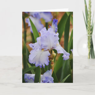 Periwinkle Blue Iris Blume Karte