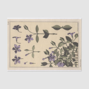 Periwinkle, die Botany-Serie von Eugene Grasset Seidenpapier