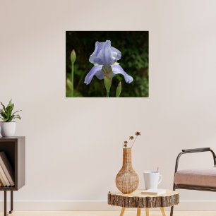 Periwinkle Iris mit Raindrops Garden Poster