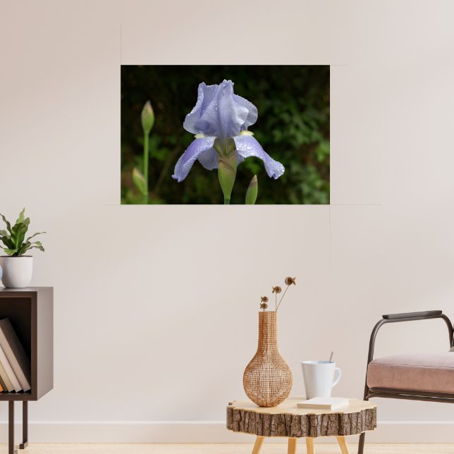 Periwinkle Iris mit Raindrops Garden Poster (Wohnzimmer 3)