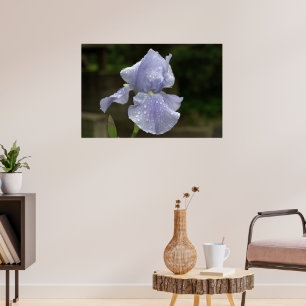 Periwinkle Iris mit Raindrops Poster