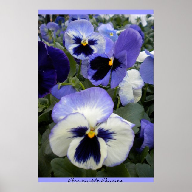 Periwinkle Stiefmütterchens Poster (Vorne)
