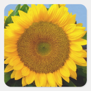 Perky Sunflower Quadratischer Aufkleber