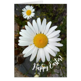 Perky White Daisy Blume Ostercard