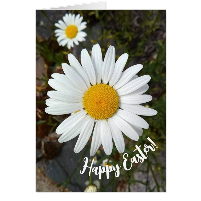 Perky White Daisy Blume Ostercard (Vorne)