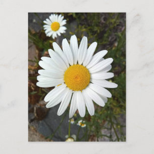Perky White Daisy Blume Postcard Postkarte