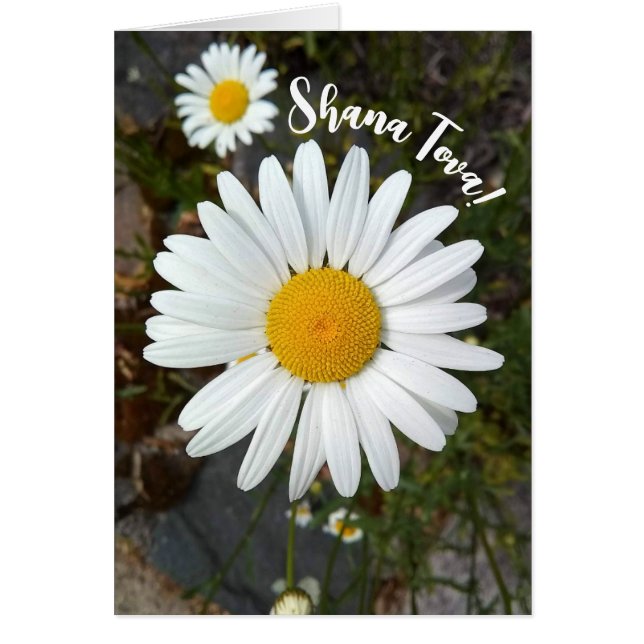 Perky White Daisy Blume Rosh Hashanah Card (Vorne)