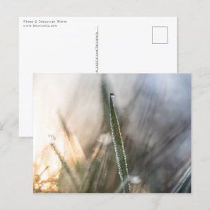 Perlen des Fotos der Toten Natur Postkarte