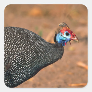 Perlhuhn (Numida meleagris). Afrika, Quadratischer Aufkleber