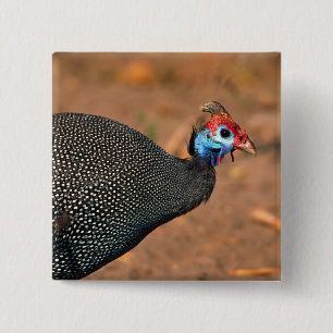 Perlhühner (Numida meleagris). Afrika, Button