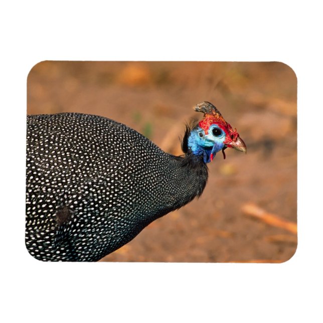 Perlhühner (Numida meleagris). Afrika, Magnet (Horizontal)