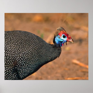 Perlhühner (Numida meleagris). Afrika, Poster