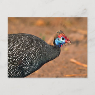 Perlhühner (Numida meleagris). Afrika, Postkarte