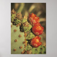 Perlkaktus in Blüte, Arizona-Sonora 2