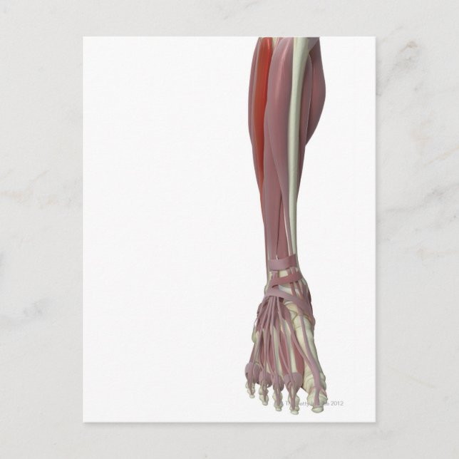 Peroneus Longus Postkarte (Vorderseite)