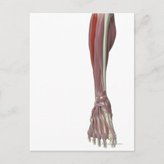 Peroneus Longus Postkarte