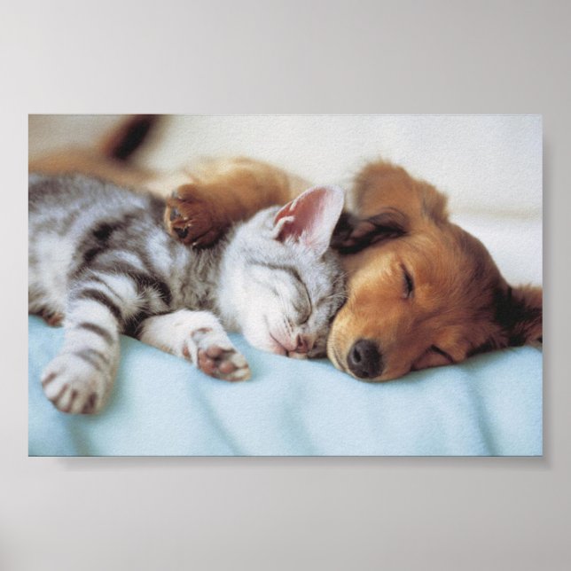 Perro y Gato Poster (Vorne)