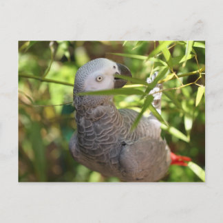Perroket Postkarte