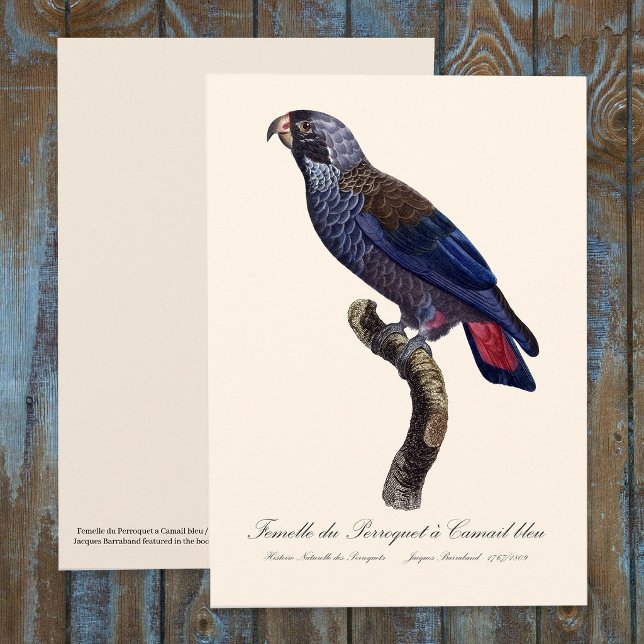 Perroquet a Camail bleu / Dusky Papagei Dankeskarte (Dusky Parrot or Dusky Pionus, Pionus fuscus. Thank You Card)