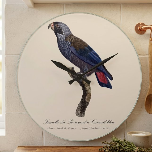 Perroquet a Camail bleu / Dusky Papagei Große Wanduhr (Dusky Parrot or Dusky Pionus, Pionus fuscus. Large Clock)