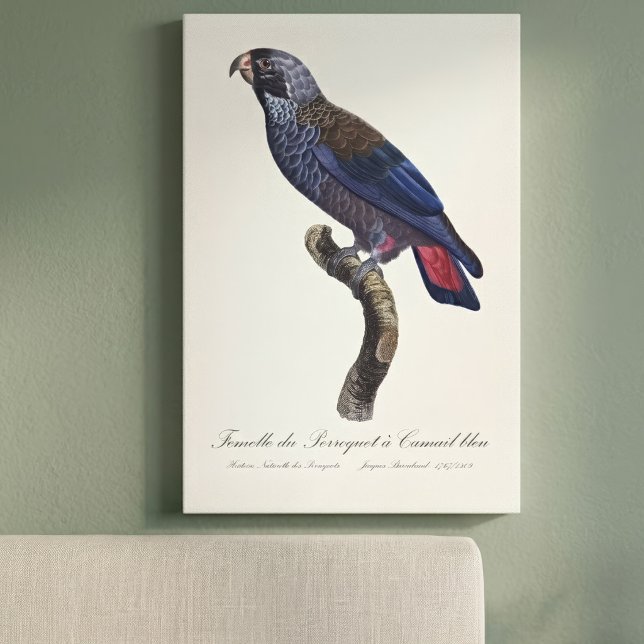 Perroquet a Camail bleu / Dusky Papagei Leinwanddruck (Dusky Parrot or Dusky Pionus, Pionus fuscus. Canvas Print )