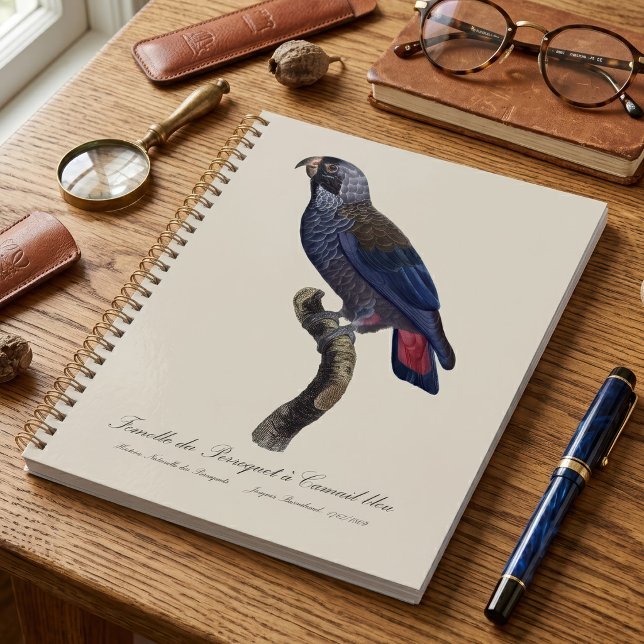 Perroquet a Camail bleu / Dusky Papagei Planer (Dusky Parrot or Dusky Pionus, Pionus fuscus. Planner)