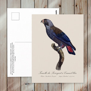 Perroquet a Camail bleu / Dusky Papagei Postkarte