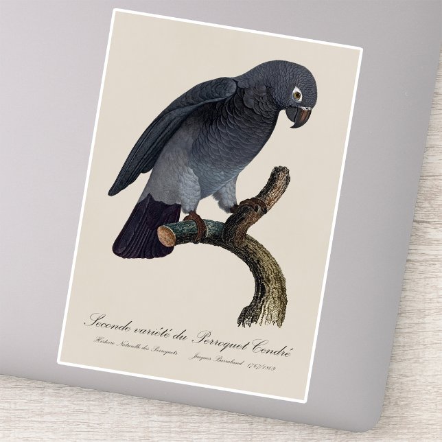Perroquet Cendre/Timneh-Papagei Aufkleber (Timneh African Grey Parrot, Psittacus Timneh. Sticker)