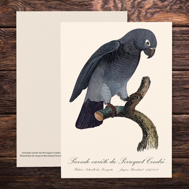 Perroquet Cendre/Timneh-Papagei Dankeskarte (Timneh African Grey Parrot, Psittacus Timneh. Thank You Card)