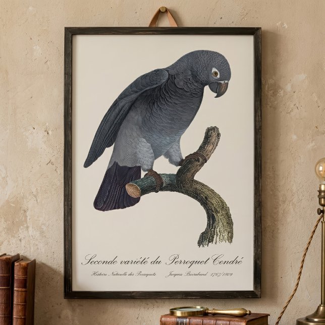 Perroquet Cendre/Timneh-Papagei Fotodruck (Timneh African Grey Parrot, Psittacus Timneh. Photo Print)